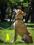 The Best Basic Dog Training & Behavior Techniques - eBook